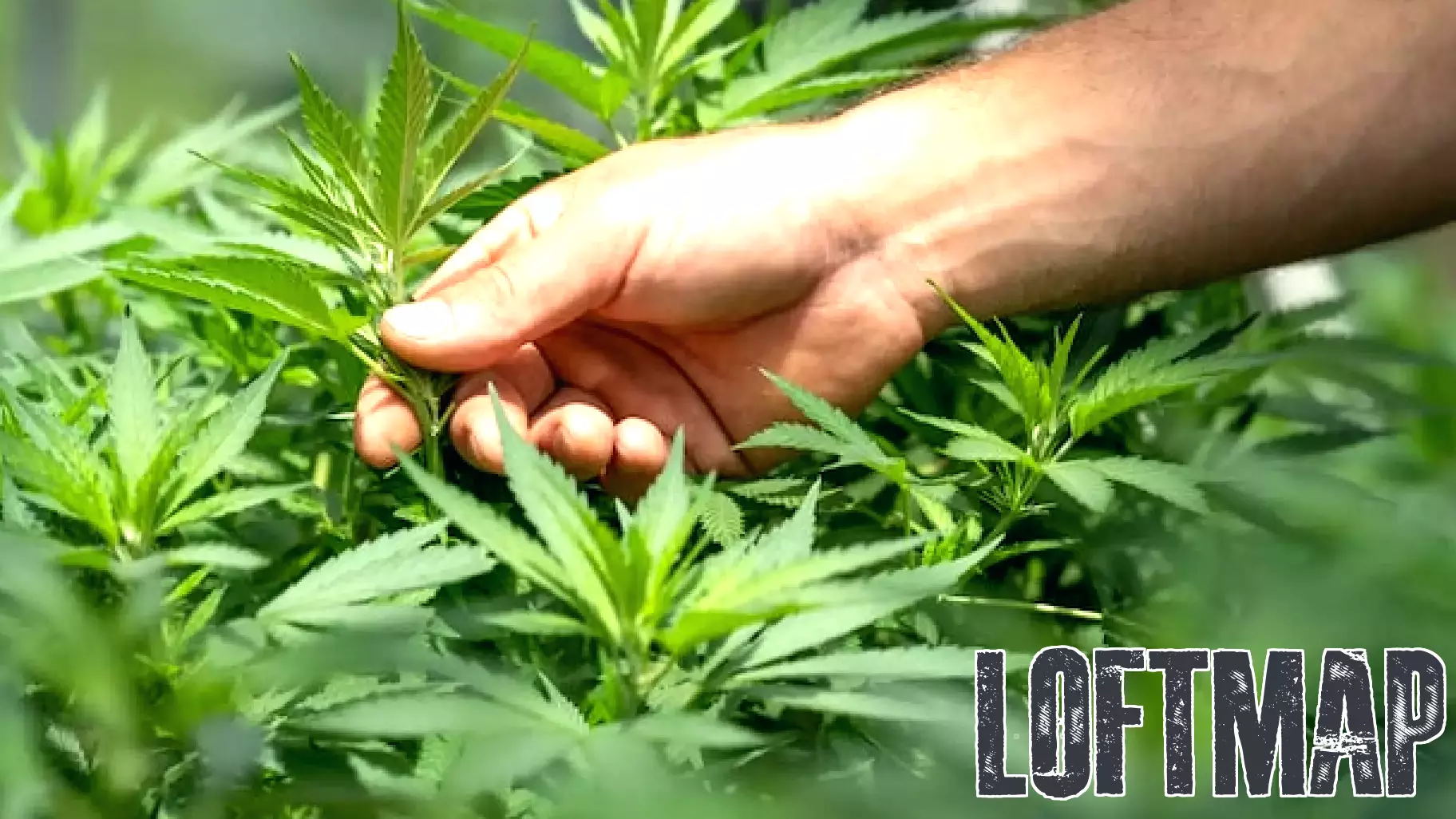 Evaluating Chicago Atlantic Real Estate Finance, Inc. in the Cannabis Investment Landscape