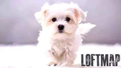 A Joyful Maltese Brings Sunshine to the Room