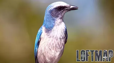The Scrub Jay: Florida's True State Bird with Ancient Roots